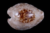 藏品(無齒寶螺)的圖片